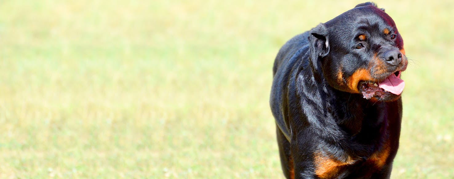 Dog Names Meaning Storm Popular Male And Female Names Wag 